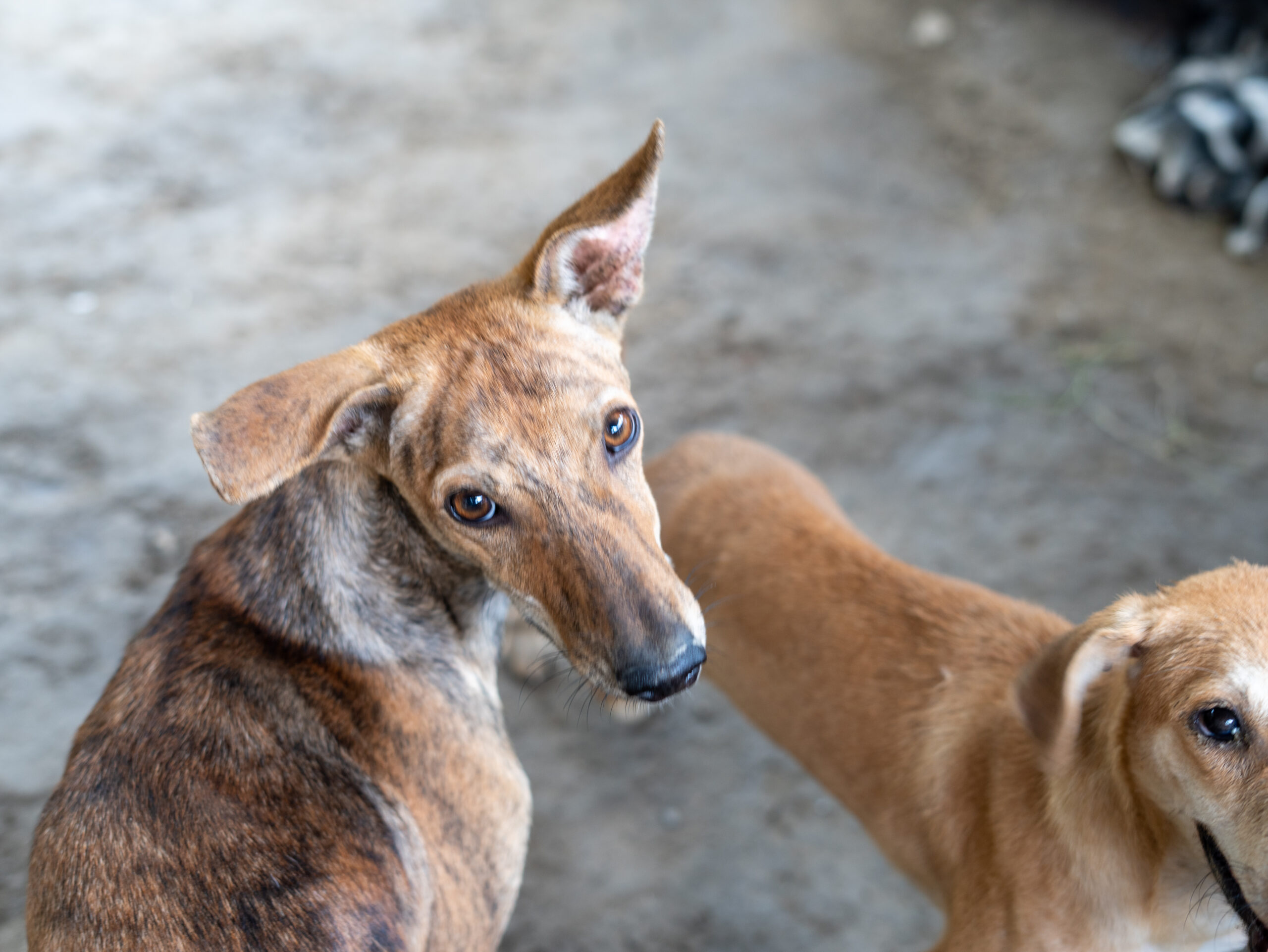 The Power of Adoption