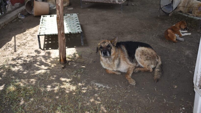 Raise Awareness & Empathy For Animals In Kids