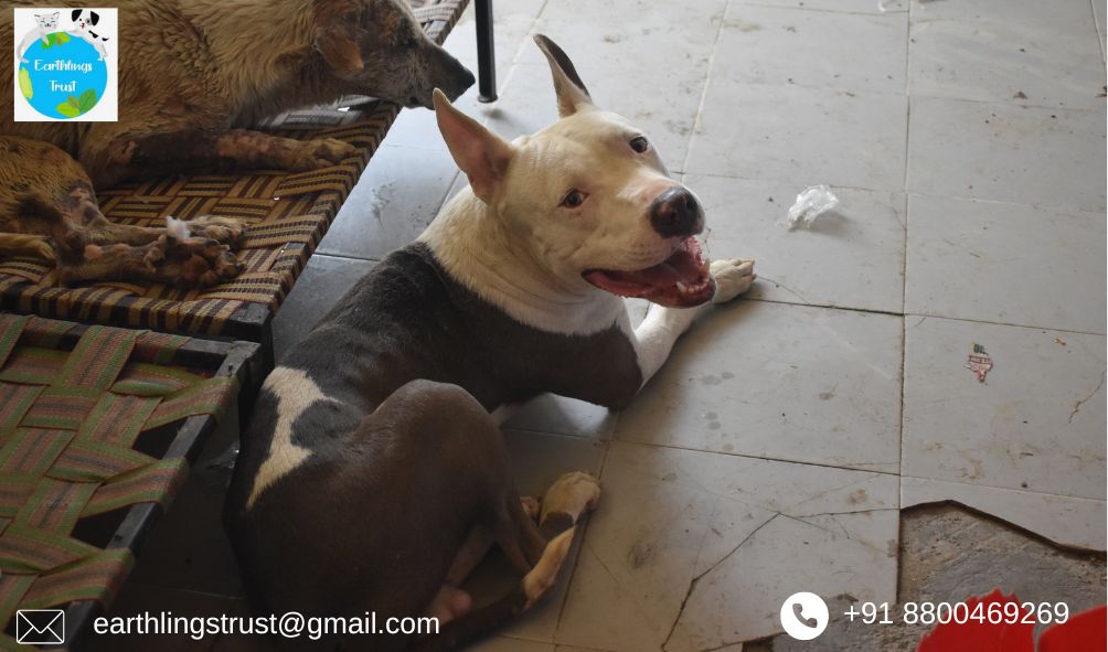How To Make Life Easier For Old Or Elderly Dogs?