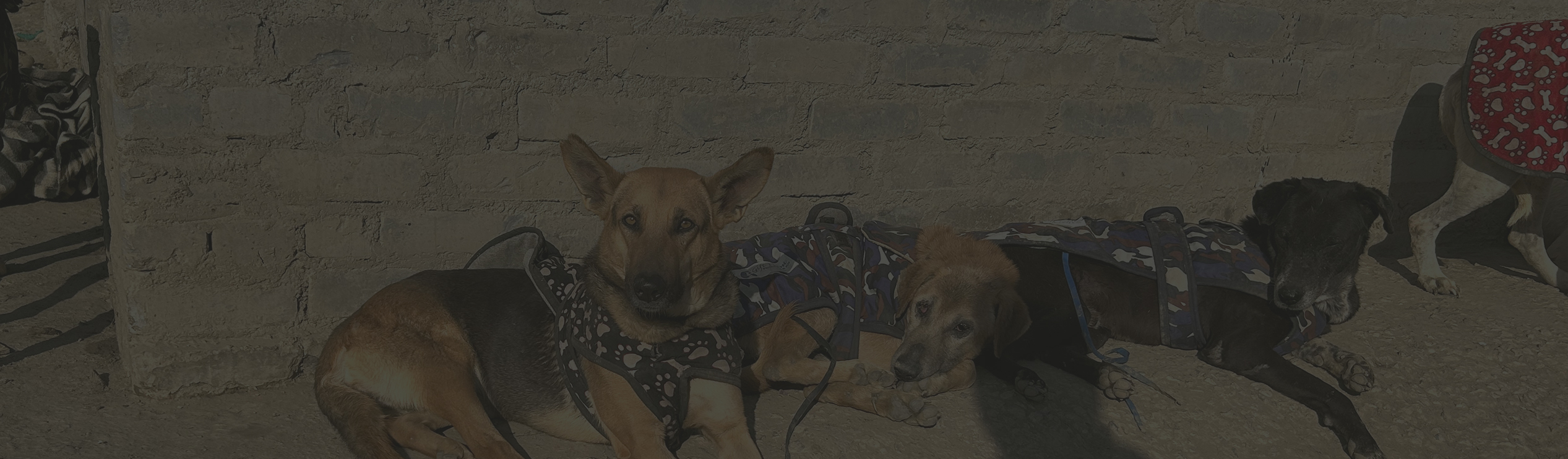 Helping Dogs Stay Warm and Safe This Winter