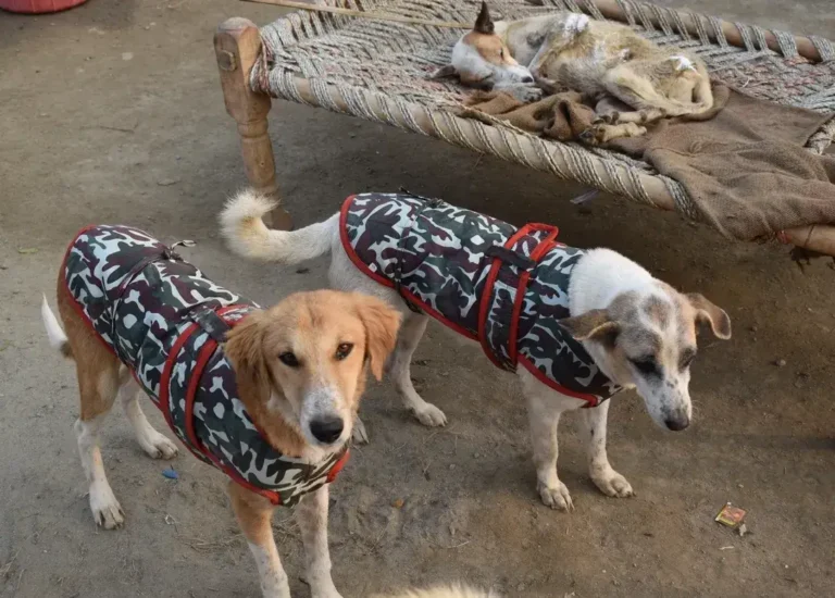 Pet Abandonment & Neglect