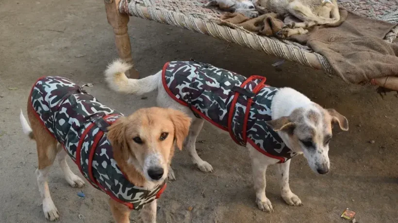 Pet Abandonment & Neglect