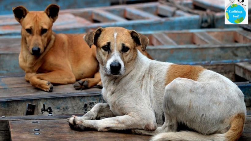 Challenges faced by animal welfare NGOs in India.