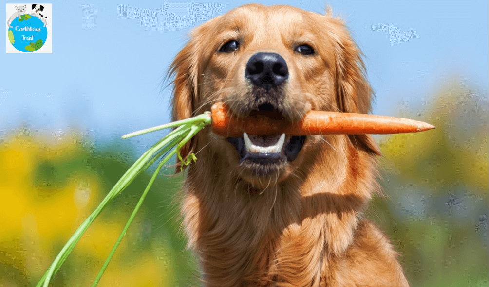 Healthy & Safe Food Choices For Dogs