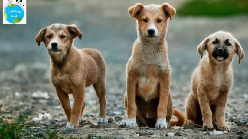 Family visiting Noida dog shelter.