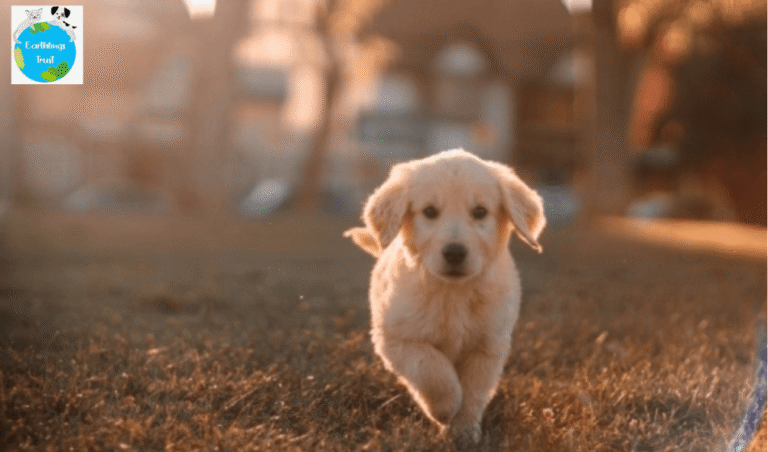 Animal-Shelter-Homes
