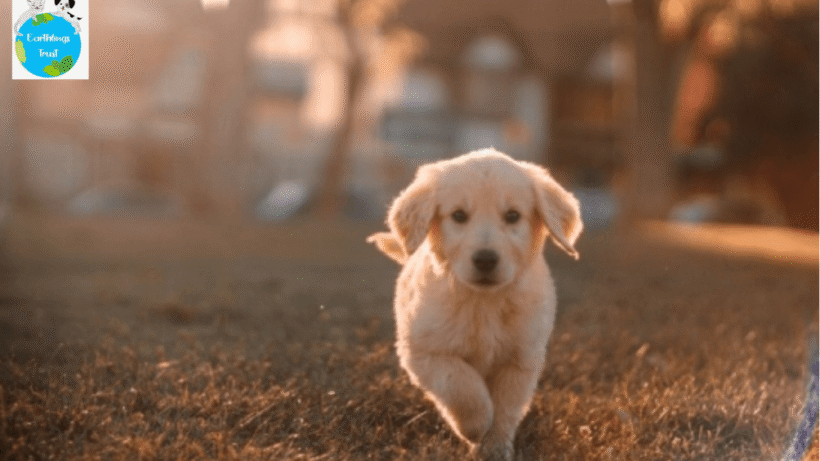 Animal-Shelter-Homes