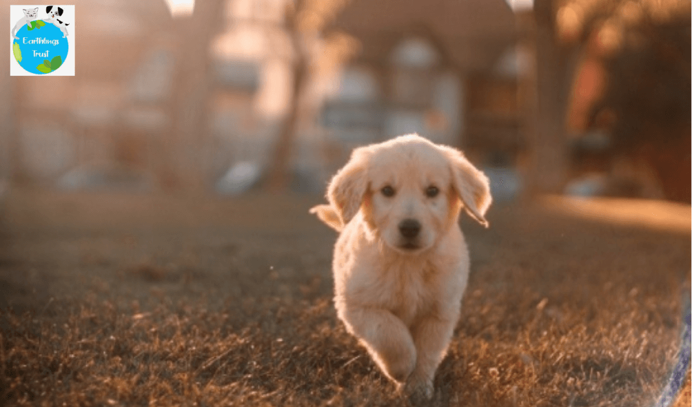 Why You Should Adopt A Pet From Animal Shelter Homes