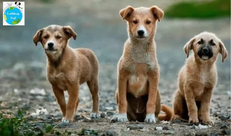 noida animal shelter