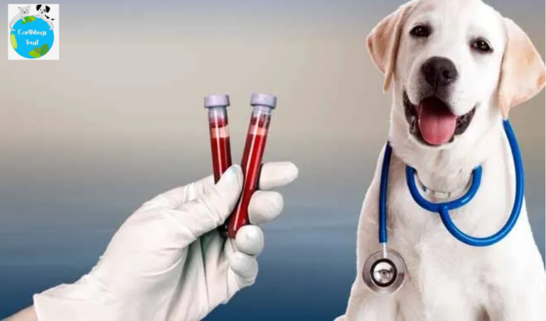 Blood Tests for Dogs - Importance & Benefits