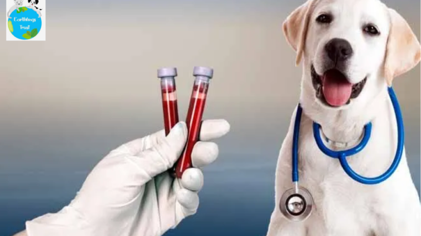 Blood Tests for Dogs - Importance & Benefits