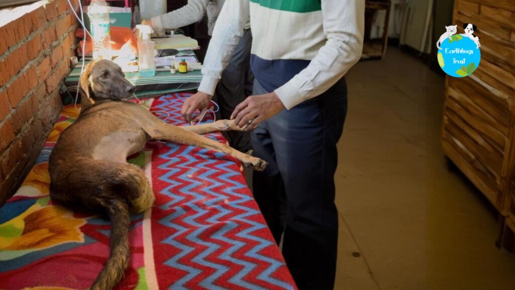 How Pet Shelters Provide A Safe Haven and Improve Animal Health?