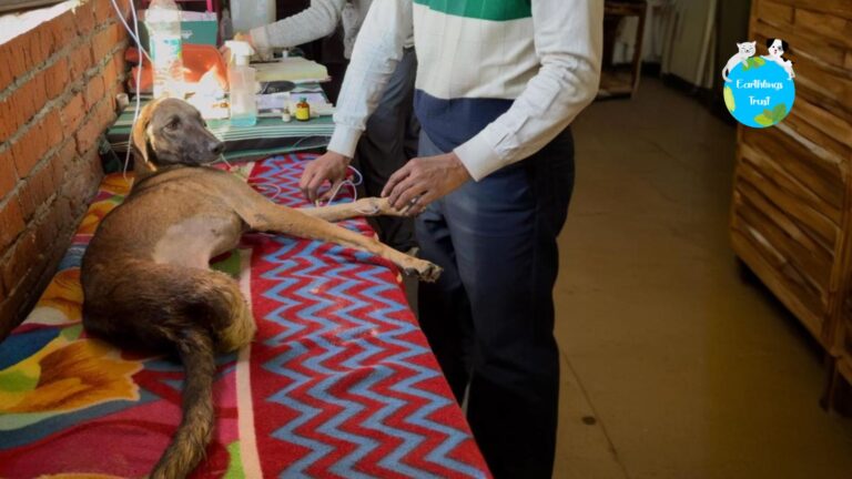 Rescued animals receiving care and shelter for a healthier life.