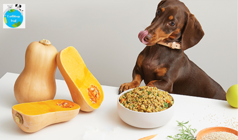 Dog Food in India