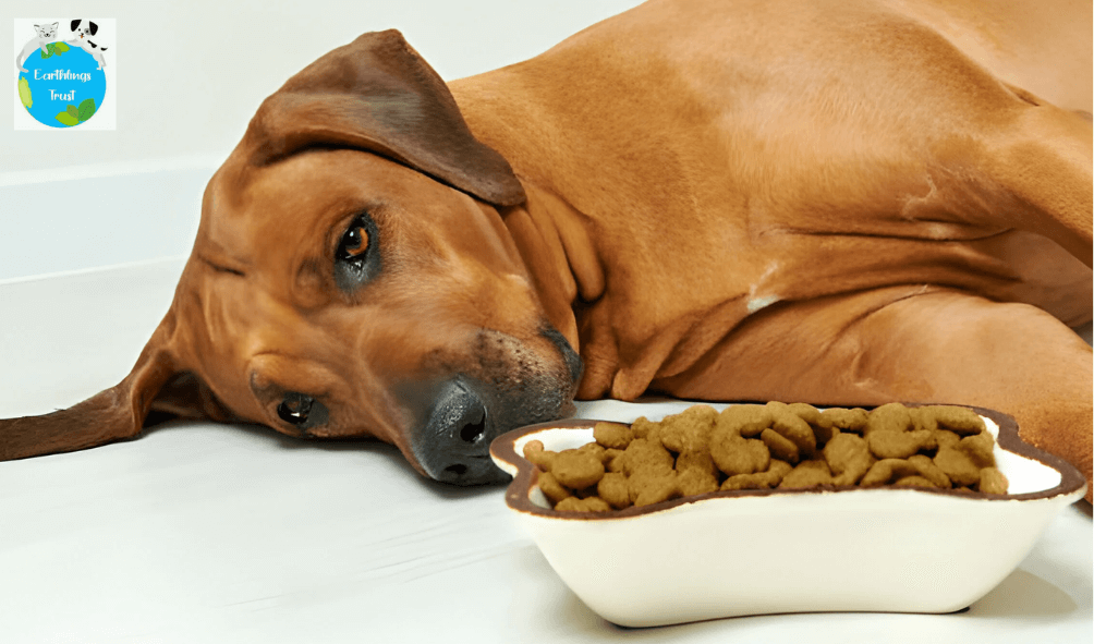 Mastering the Kidney Diet for Dogs: A Complete Guide to Renal Health