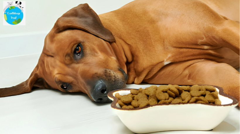 Kidney Diet for Dogs Guide