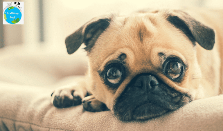 Dog Fostering Everything you Should know as a Compassionate Pet Lover