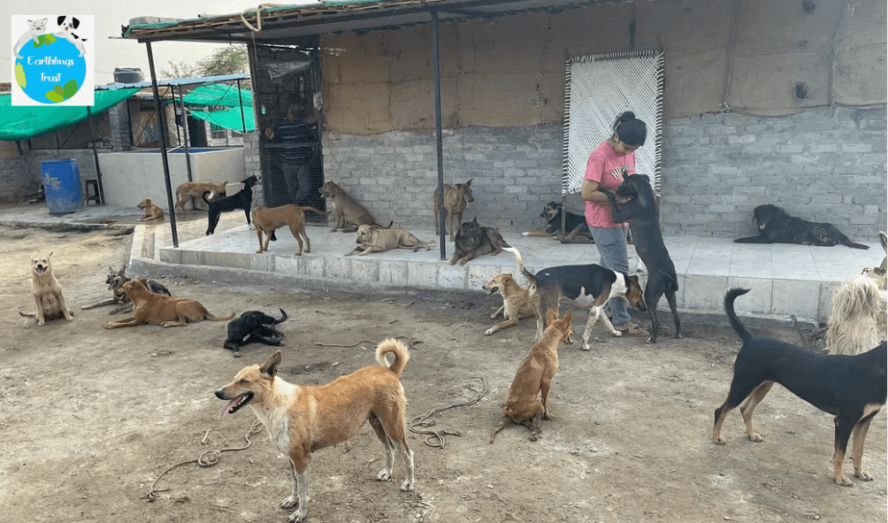 Earthlings Trust – Best Dog Shelter in Noida