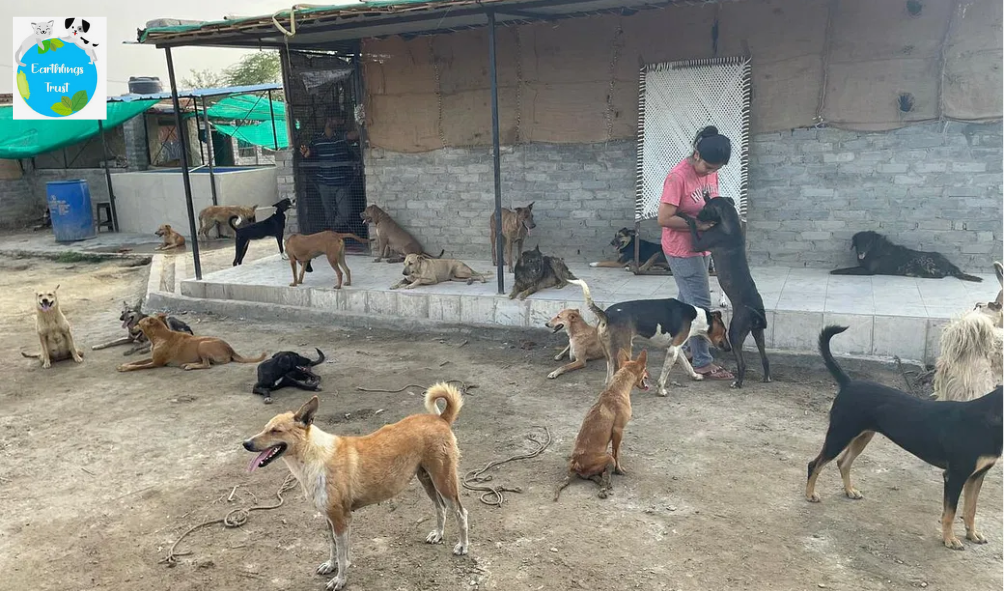 Stray Dog Rescue Noida: How NGOs Rescue & Rehabilitate Street Dogs