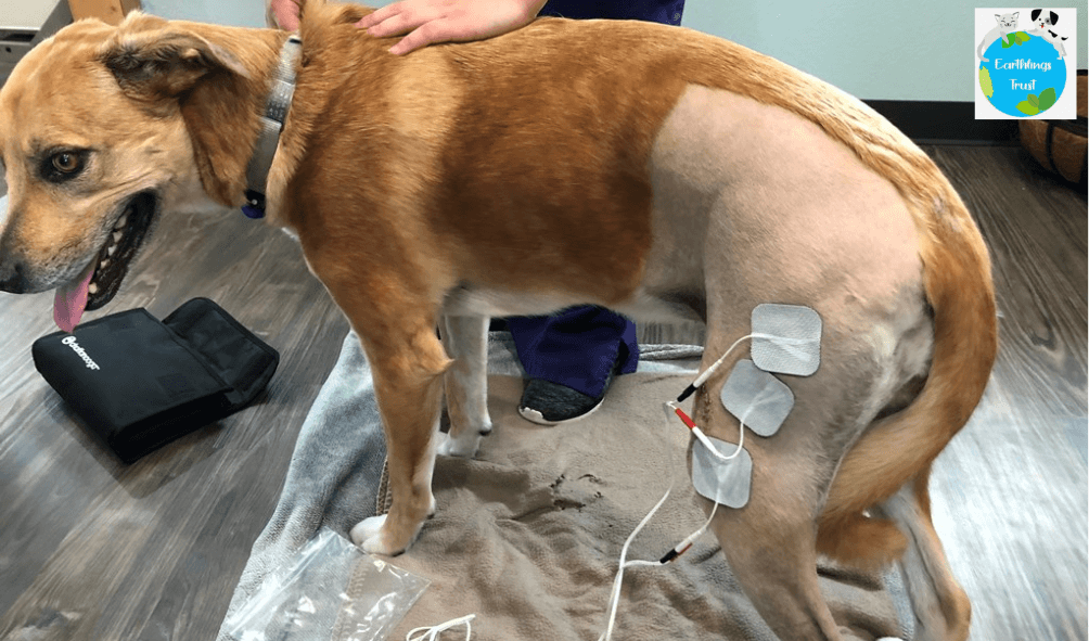 TENS Therapy: A Happy Therapy for Dogs 