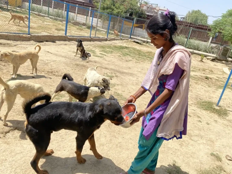 Sponsor Fresh Fruits for Rescued Dogs