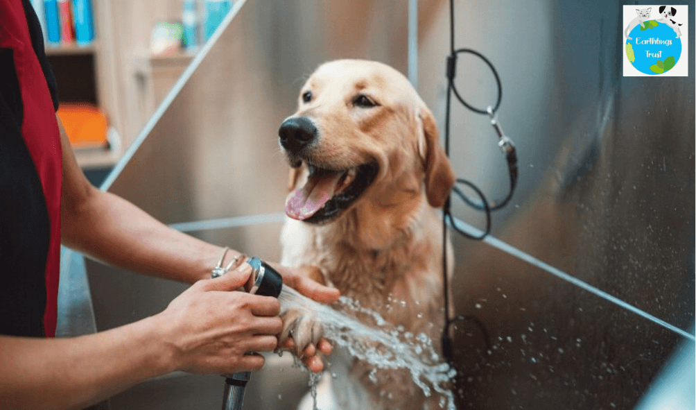 Summer Pet Care: Foods Your Pets Should Skip 