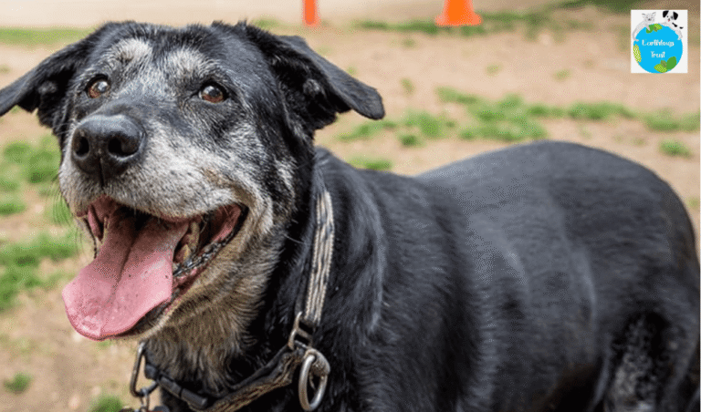 Puppies-to-Seniors