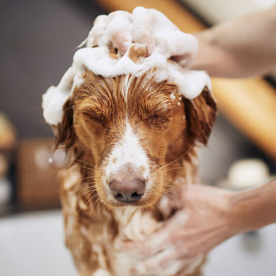 At home dog grooming guide India: a dog being bathed at home with dog-specific shampoo