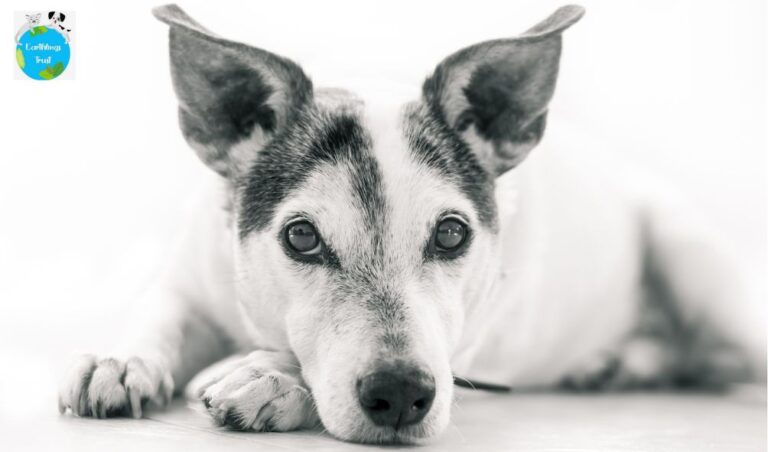 CSR for Animals: Support with Purpose and Compassion