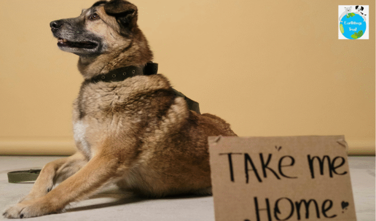 dog shelter home