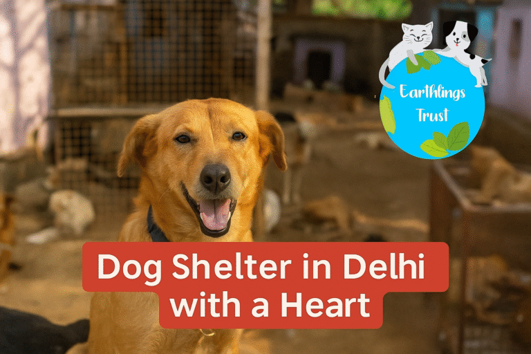 Dog Shelter in Delhi