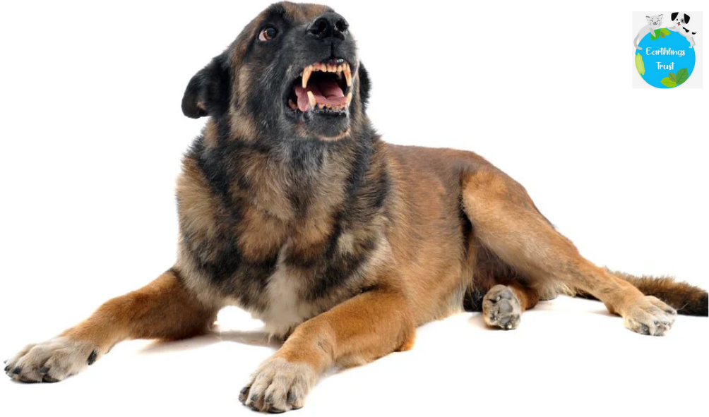 Aggression in Dogs: A Humane, NGO-Led Body Language For Safer Communities