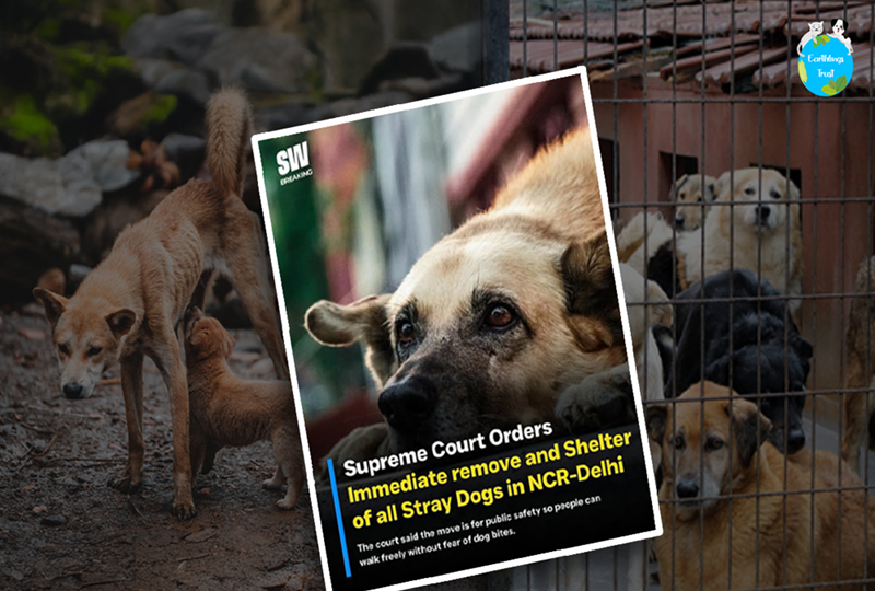 Sheltered or Silenced? The Supreme Court Verdict and the Future of Dogs in Delhi NCR