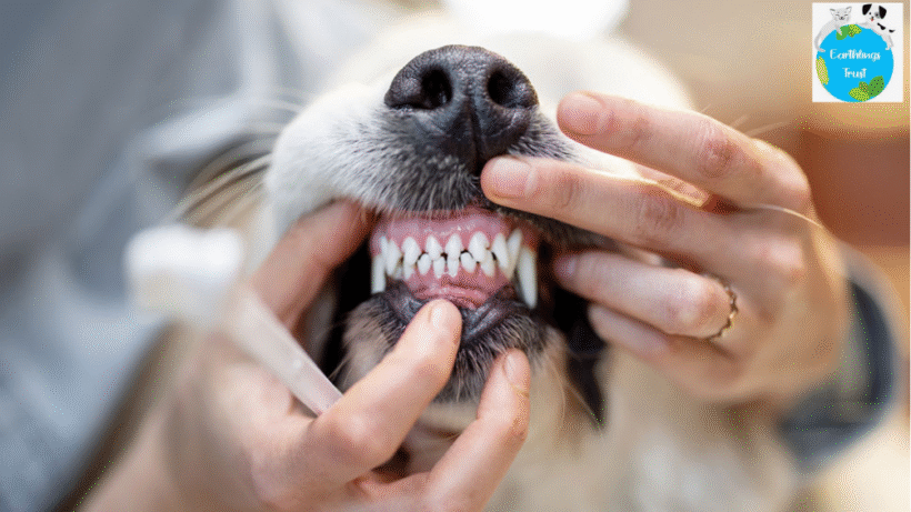 Dog's Teeth Clean
