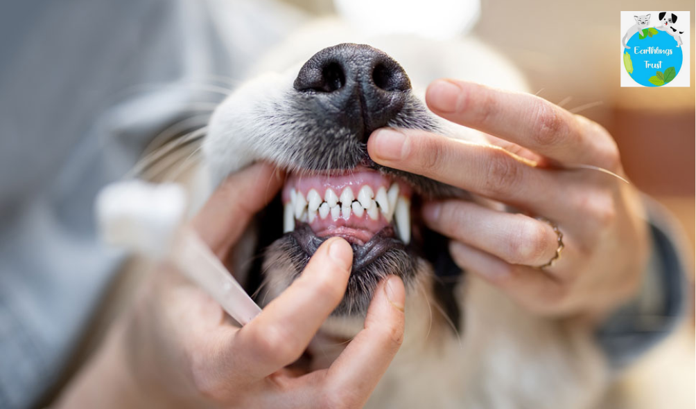 Keeping Your Dog’s Teeth Clean: Your Topmost Priority