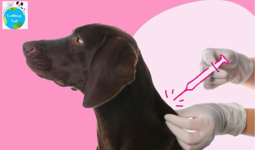 Keep Your Dog Safe with a Comprehensive Vaccination Schedule