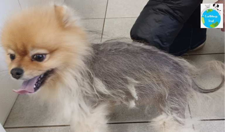Dog Is Losing Hair