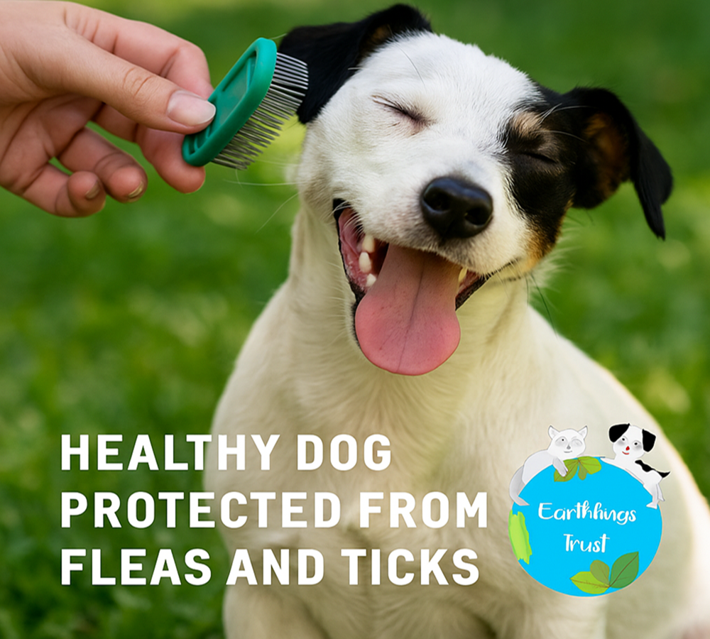 Stop Fleas and Ticks from Harming Your Pet with Simple Tips 