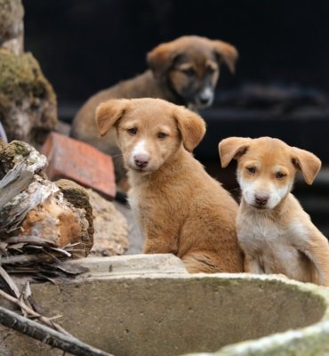 Dog Anxiety in India: Proven Signs, Causes & Powerful Calming Solutions