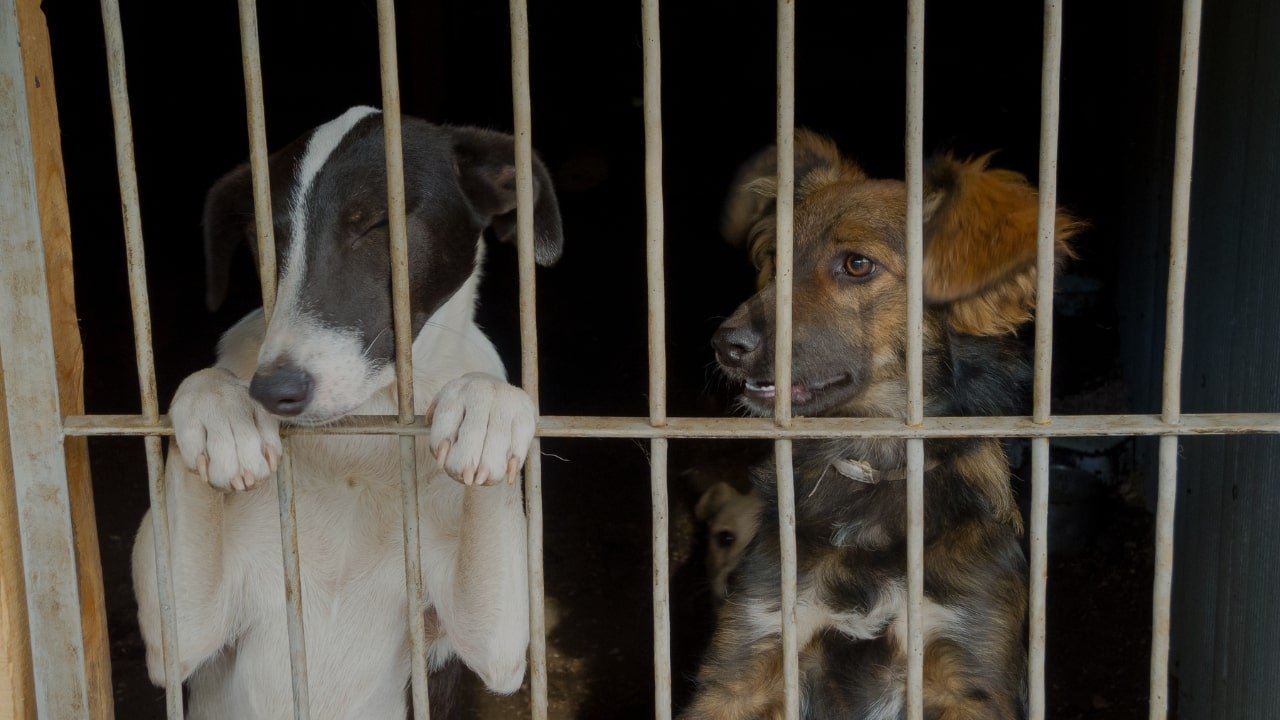 Help Us Provide Meals for Hungry Dogs