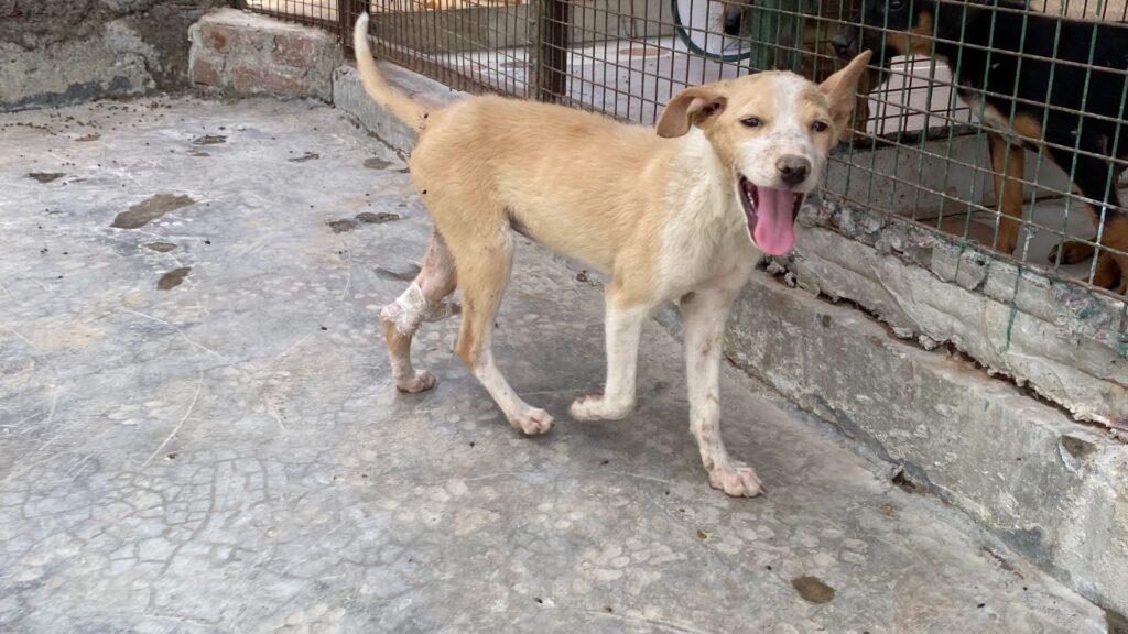Animal Protection Society: Protecting Animals, Strengthening Communities