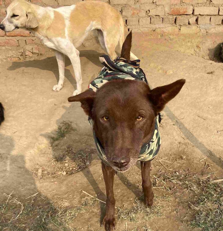 Help Us Feed 600+ Hungry Dogs