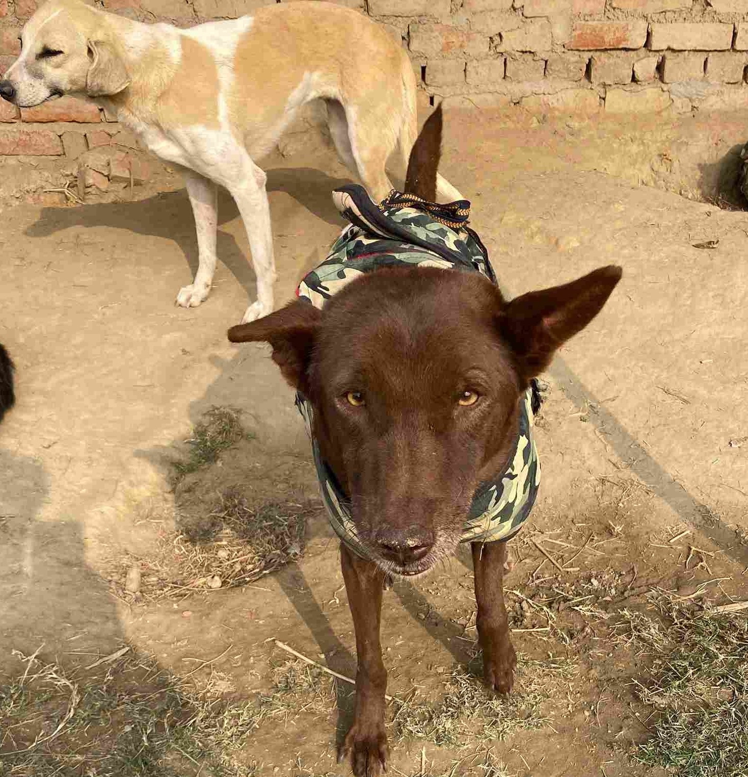 Help Us Feed 600+ Hungry Dogs