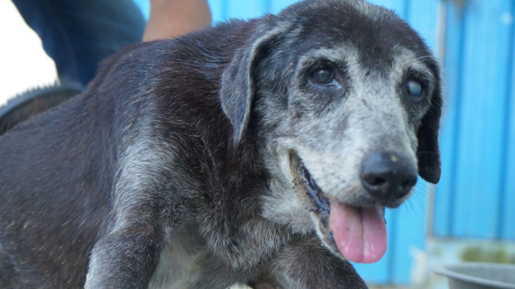 Be Their Warmth This Winter: Why Street Animals Need You More Than Ever