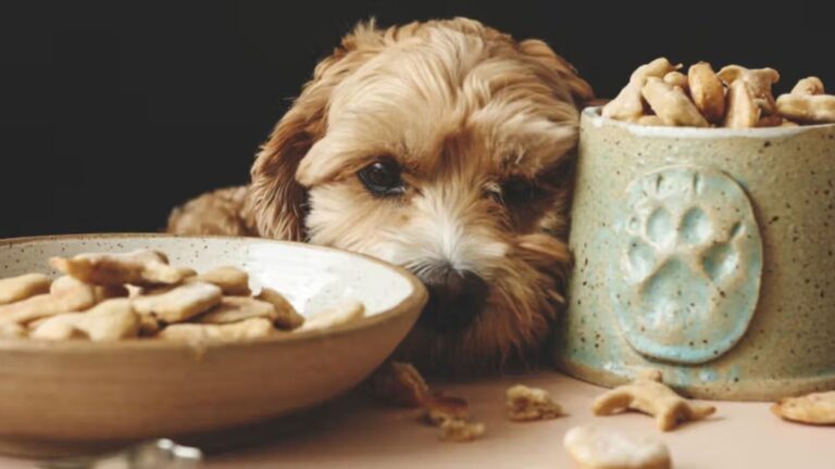 Snacks for Dogs