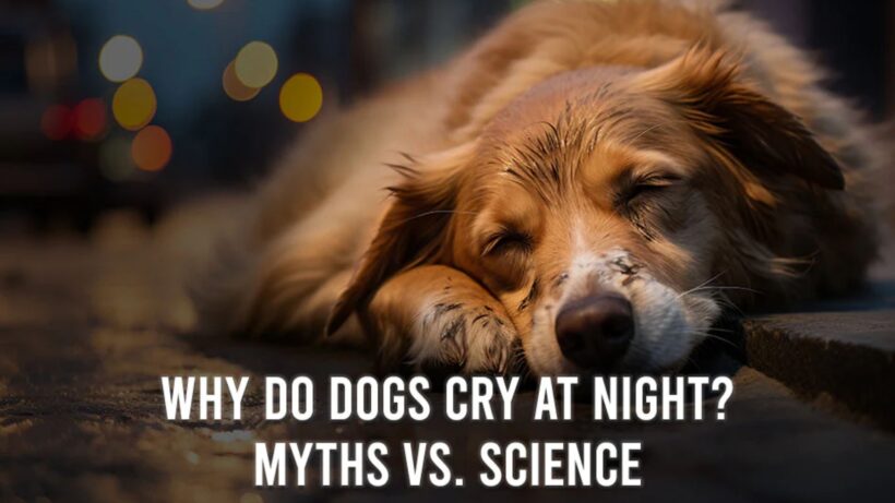 why dogs cry at night