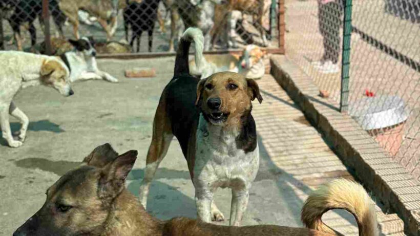 What Happens to a Stray Dog After Rescue? Inside an Animal NGO's Life-Saving Process