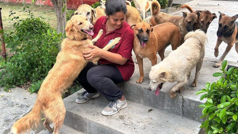 How to Help Stray Dogs in India: A Complete Guide to Feeding, Rescuing & Donating
