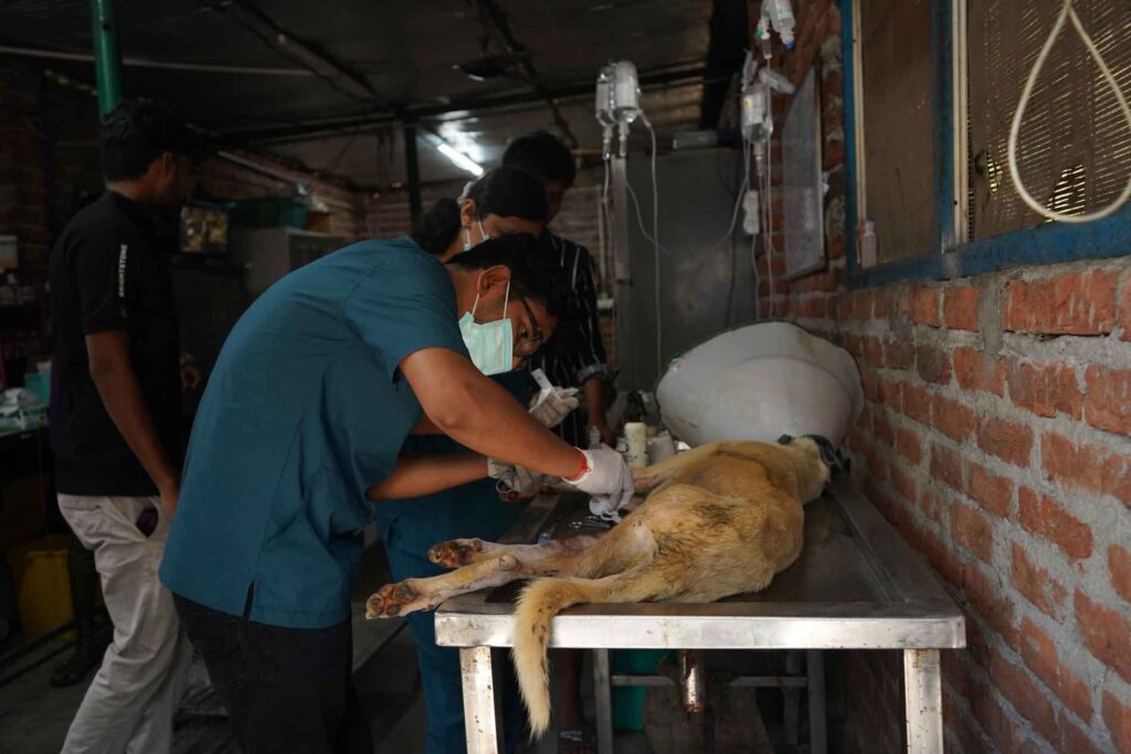 Best Ways to Fundraise for Animal NGOs in India: Online & Offline Strategies That Work