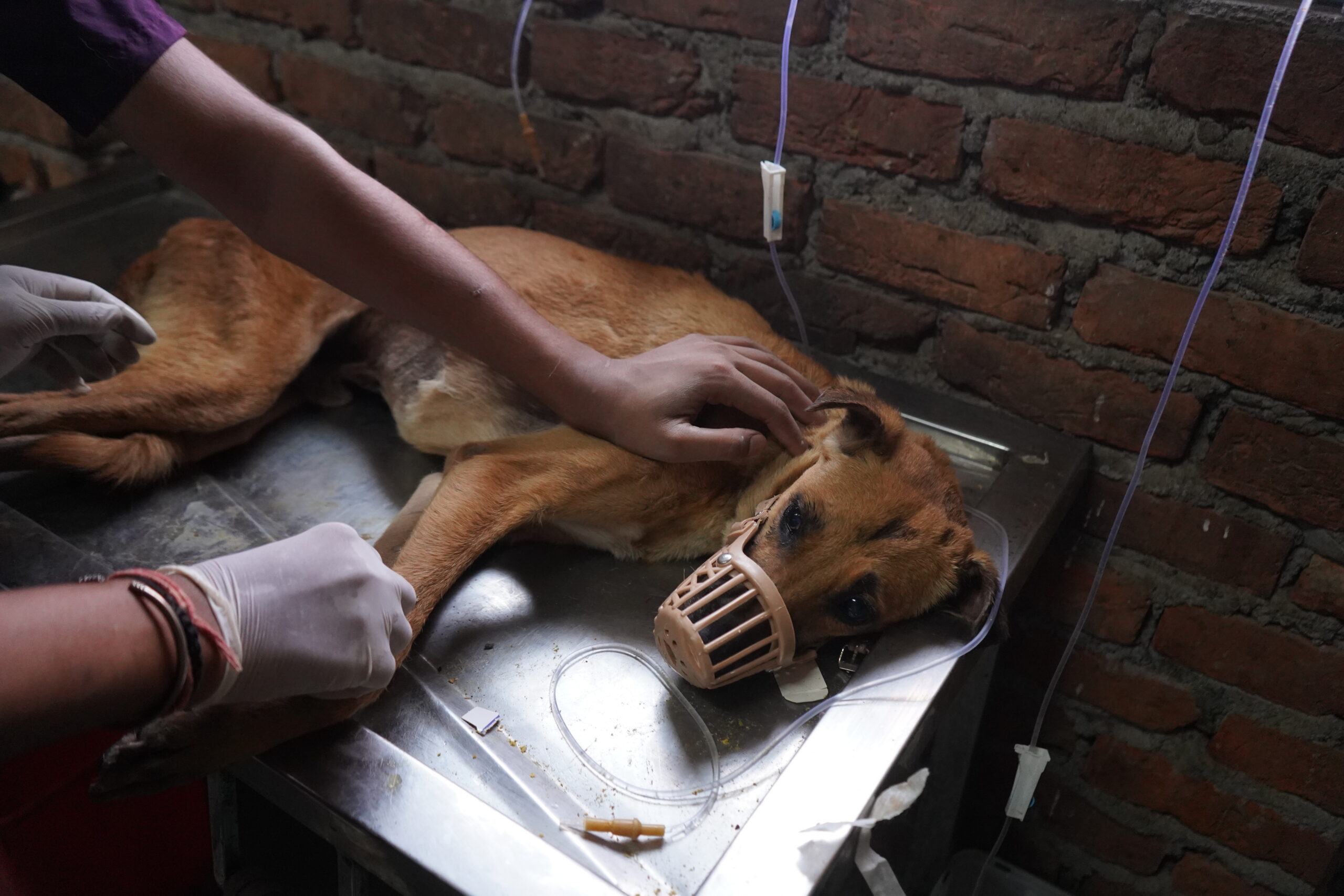 Smiling beginner volunteer feeding a rescued street dog at a shelter  -  volunteer animal welfare India